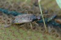Dicyphus globulifer