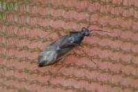 Dicyphus globulifer