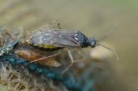 Dicyphus globulifer