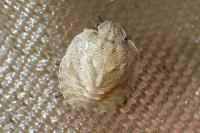 Eurygaster maura