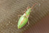 Myrmus miriformis