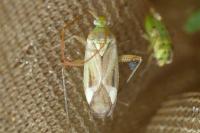 Adelphocoris lineolatus