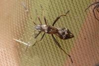 Camptopus lateralis
