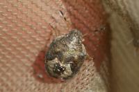 Peribalus strictus vernalis
