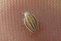 Aelia acuminata