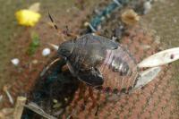 Peribalus strictus vernalis