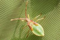 Gonocerus acuteangulatus