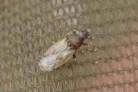 Cymus aurescens