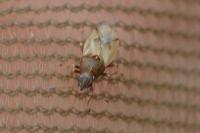 Cymus aurescens