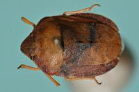Eurygaster austriaca