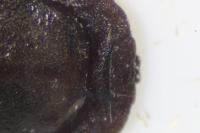 Aneurus avenius