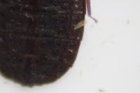 Aneurus avenius