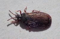 Aneurus avenius