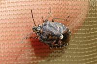 Holcogaster fibulata