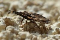 Aradus versicolor