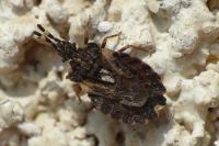 Aradus versicolor