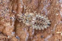 Aradus lugubris