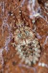 Aradus lugubris