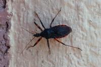 Rhynocoris annulatus