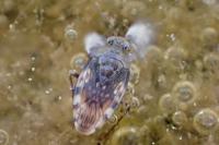 Saldula pallipes