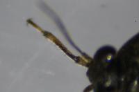 Saldula pallipes