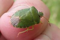 Palomena prasina