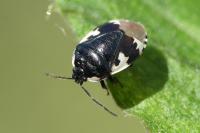 Tritomegas bicolor
