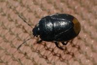 Legnotus limbosus