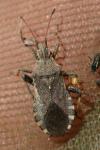 Ceraleptus gracilicornis