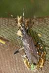Dicranocephalus albipes