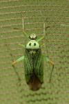 Mermitelocerus schmidtii