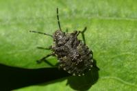 Pentatoma rufipes