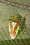 Acanthosoma haemorrhoidale