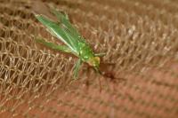 Blepharidopterus angulatus