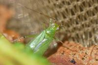 Blepharidopterus angulatus