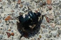 Tritomegas rotundipennis