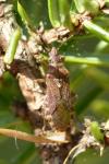 Orsillus depressus