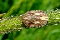 Eurygaster maura