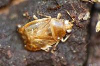Deraeocoris lutescens