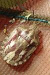 Eurygaster testudinaria