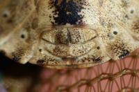 Eurygaster testudinaria