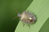Peribalus strictus vernalis