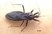 Reduvius personatus