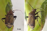 Polymerus nigrita
