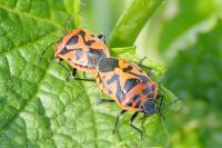 Eurydema ornata
