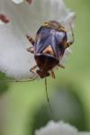 Liocoris tripustulatus