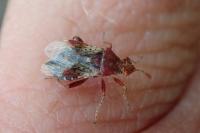 Rhopalus subrufus