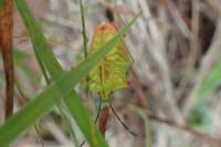 Acanthosoma haemorrhoidale