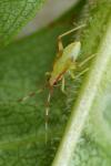 Campyloneura virgula