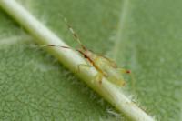 Campyloneura virgula